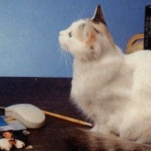 Meet your Posher, Katarina